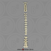 Human Female European Vertebral Column-all 24 Vertebrae, Disarticulated