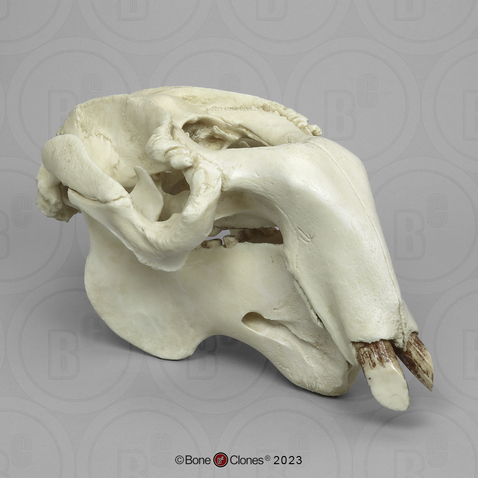 Dugong Skull