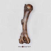 Short-faced Bear Humerus