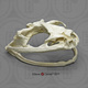 Goliath Frog Skull