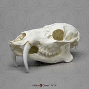 Chinese Water Deer Skull