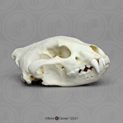 Wolverine Skull