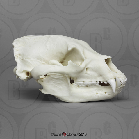 Black Bear Skull