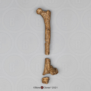 Australopithecus afarensis, "Lucy",  femur