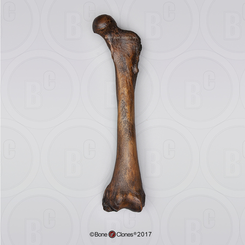 Short-faced Bear Femur