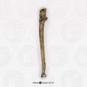 Neanderthal Ulna Reconstruction