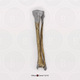 Neanderthal Tibia and Fibula Reconstruction