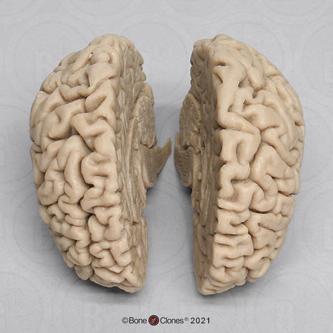 Human Brain