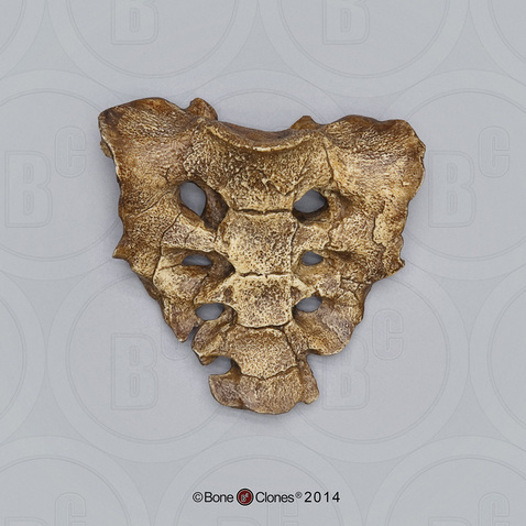 Australopithecus afarensis, "Lucy", sacrum