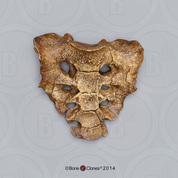 Australopithecus afarensis, "Lucy", sacrum