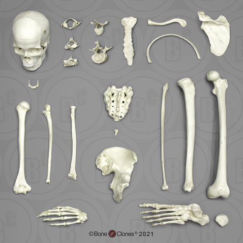 Male Bone Box Kit