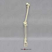 Human Adolescent Leg, Articulated