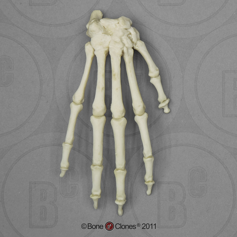 Vervet Hand, Articulated Rigid