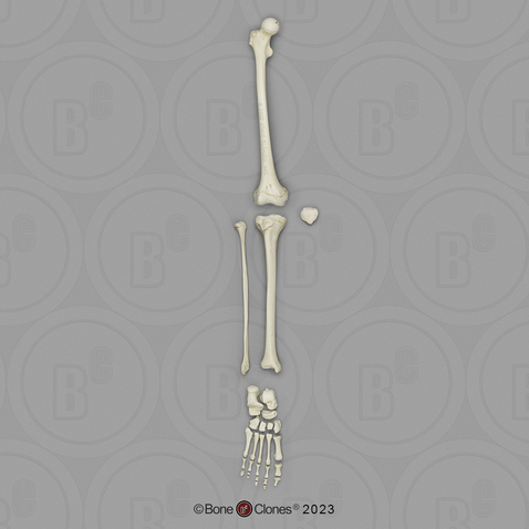 Human Adolescent Leg, Disarticulated