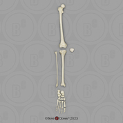 Human Adolescent Leg, Disarticulated