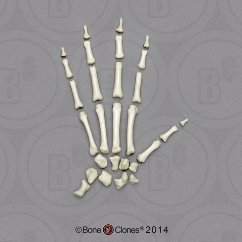 Vervet Hand, Disarticulated