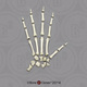 Vervet Hand, Disarticulated