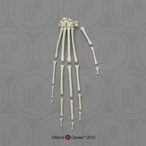 Indri Lemur Hand, Semi-articulated