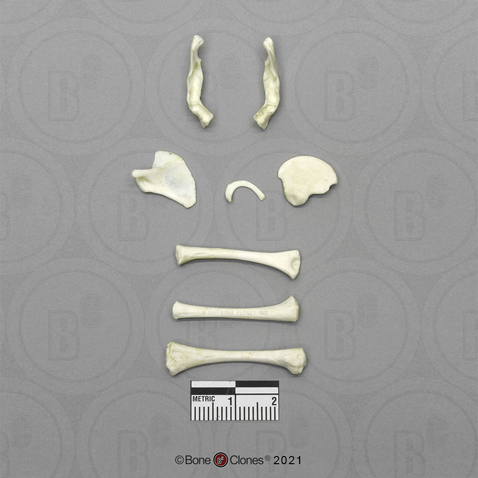 Human Fetal 8 Months Set of 8 Postcranial Bones