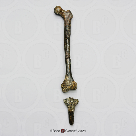 Homo erectus Femur and partial Tibia Reconstruction,