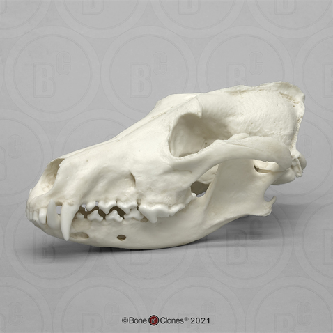 Red Wolf Skull