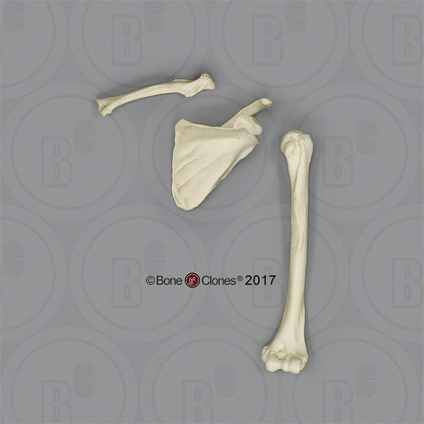 Orangutan Humerus, Scapula and Clavicle Set