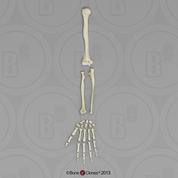 Human Female Asian Arm, Disarticulated without Scapula