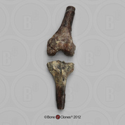 Homo erectus KNM-ER 1481 Knee Joint