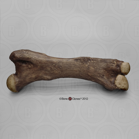 Mastodon Femur