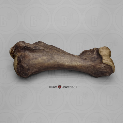 Mastodon Humerus