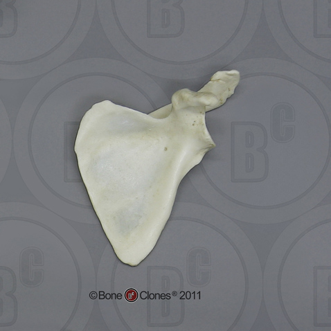 Human Adolescent Scapula