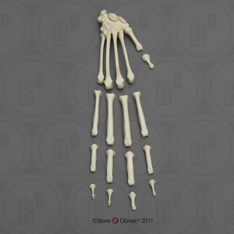 Black Spider Monkey Hand, Semi-articulated