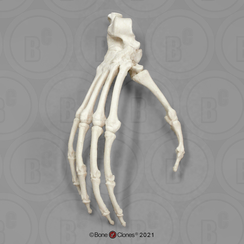 Siamang Foot, Articulated Rigid