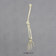 Human Male Asian Robust Arm, Articulated w/Articulated Rigid Hand, (no scapula)