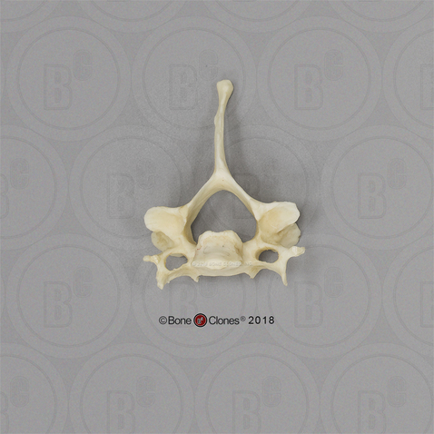 Male Chimpanzee Cervical vertebra, Single