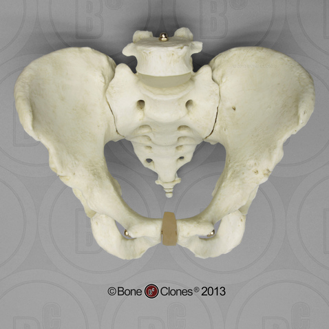 Detachable Pelvis with Flexible Coccyx