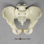 Detachable Pelvis with Flexible Coccyx