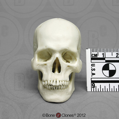 Human skull, 1:4 scale