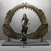 Megalodon Shark Jaw