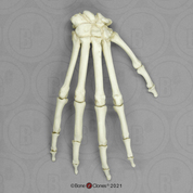 Articulated Mandrill Hand