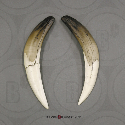 Sabertooth Cat, Deluxe Smilodon Sabers Pair