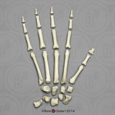 Disarticulated Mandrill Hand