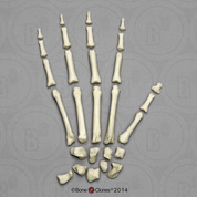 Disarticulated Mandrill Hand