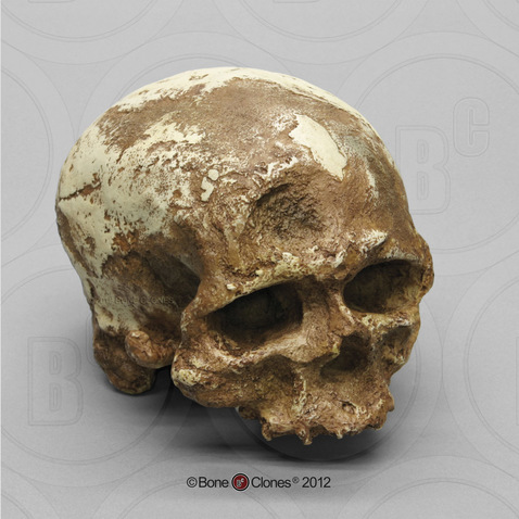 Cro-Magnon 1 Skull