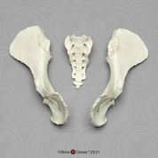 Female Chimpanzee Disarticulated Pelvis