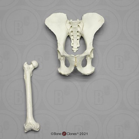 Female Chimpanzee Pelvis and Femur