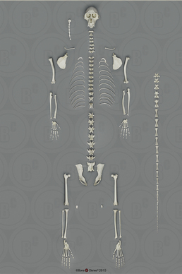 Vervet Monkey Skeleton, Disarticulated