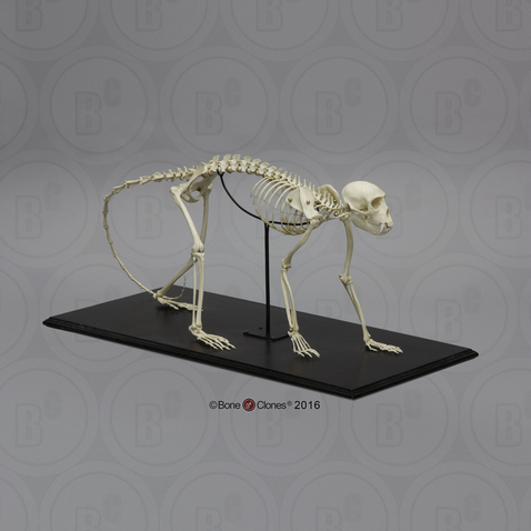 Vervet Monkey Skeleton, Articulated