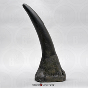 White Rhinoceros Horn Large (Replica)