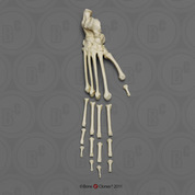 Black Spider Monkey Foot, Semi-articulated